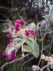 Alternanthera porrigens