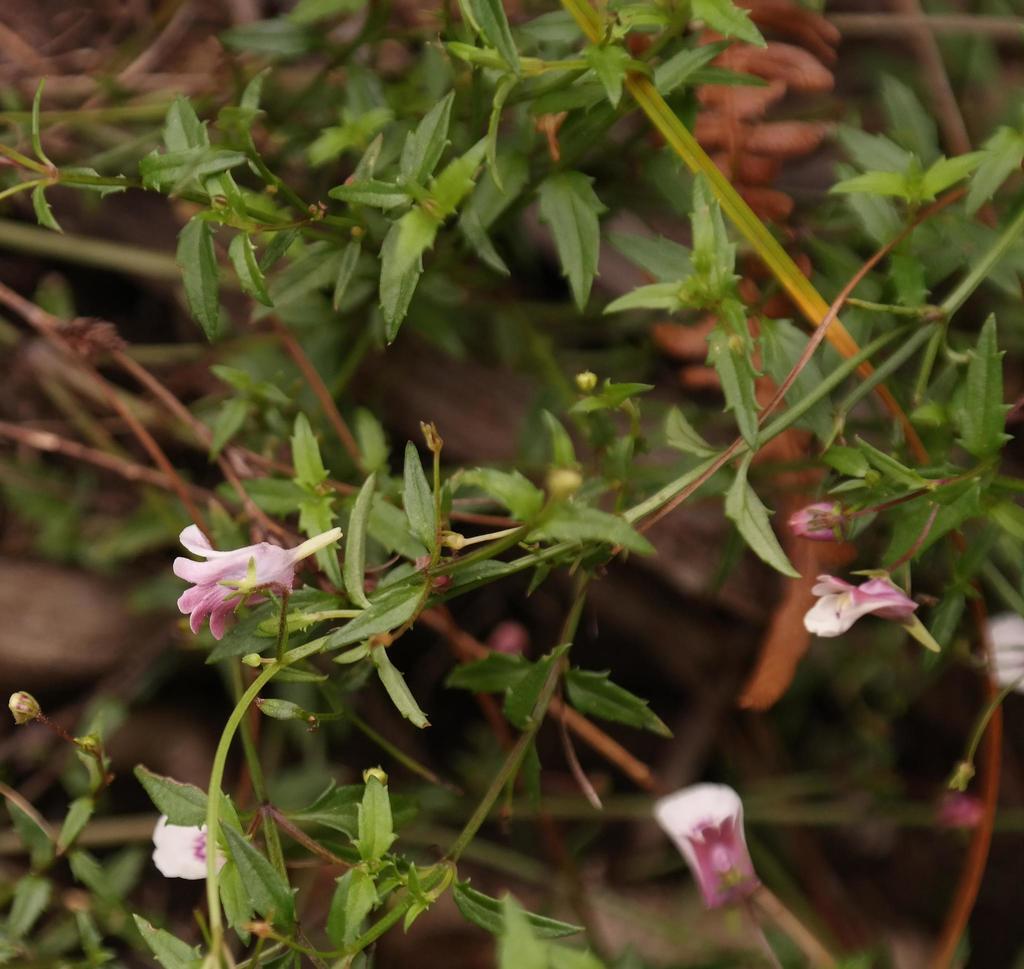 Nemesia acuminata