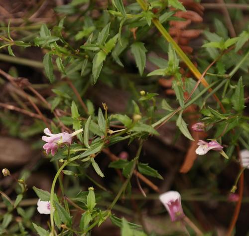 Nemesia acuminata