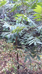 Hedychium gardnerianum