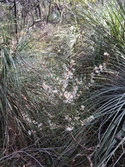 Hakea rostrata