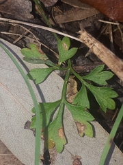 Xanthosia dissecta