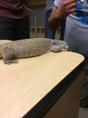 Varanus exanthematicus