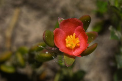 Portulaca cryptopetala