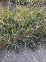Setaria viridis viridis
