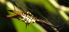 Micrathena brevipes
