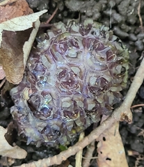 Symplocarpus foetidus