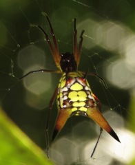 Micrathena brevipes