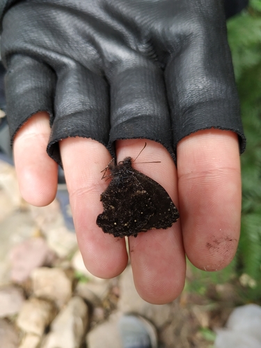Steremnia selva