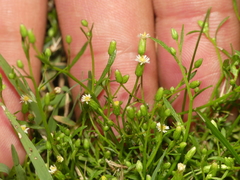 Erigeron canadensis pusillus