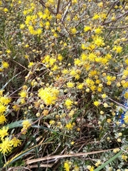 Mimosa berroi