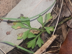 Xanthosia dissecta