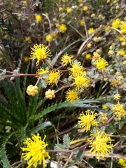 Mimosa berroi