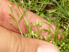 Erigeron canadensis pusillus
