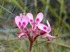 Pelargonium dipetalum