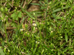 Erigeron canadensis pusillus