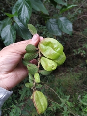 Anchietea frangulifolia