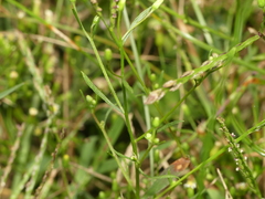 Erigeron canadensis pusillus