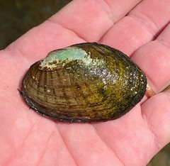 Cambarunio taeniatus