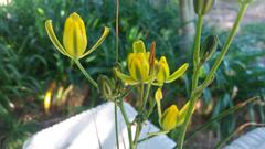 Albuca aurea