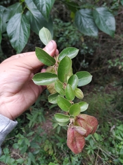 Anchietea frangulifolia