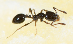 Monomorium ergatogyna
