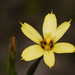 Sisyrinchium pachyrhizum - Photo (c) Ary Mailhos, some rights reserved (CC BY-NC), uploaded by Ary Mailhos