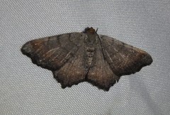 Macaria distribuaria