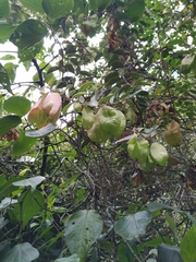 Anchietea frangulifolia