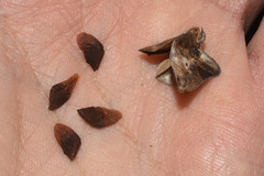 Dioscorea microbotrya