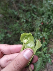 Anchietea frangulifolia
