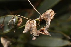 Dioscorea microbotrya