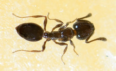 Monomorium ergatogyna