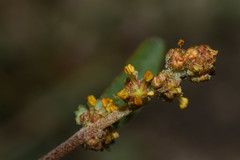Atriplex montevidensis