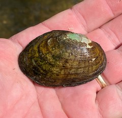 Cambarunio taeniatus