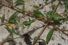 Atriplex montevidensis