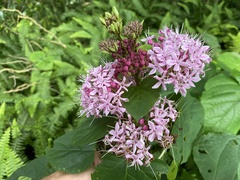 Clerodendrum bungei image