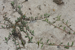 Atriplex montevidensis