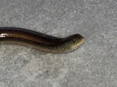 Ophisaurus ventralis