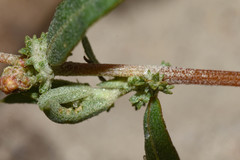 Atriplex montevidensis