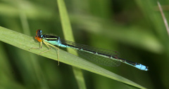 Enallagma antennatum
