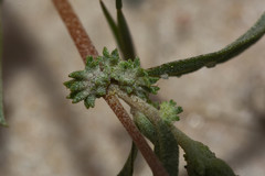 Atriplex montevidensis