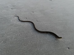Ophisaurus ventralis