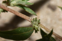 Atriplex montevidensis