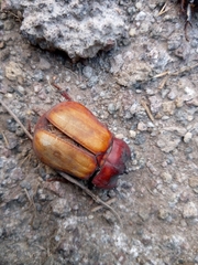 Heterogomphus bourcieri