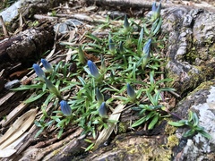 Gentiana davidii