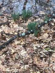 Narcissus pseudonarcissus pseudonarcissus