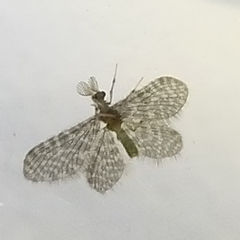 Nallachius americanus