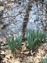 Narcissus pseudonarcissus pseudonarcissus