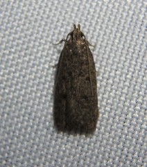 Glyphidocera juniperella
